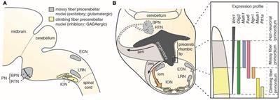 The Long Journey of Pontine Nuclei Neurons: From Rhombic Lip to Cortico-Ponto-Cerebellar Circuitry